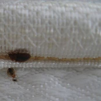 Pest Control Berkeley - Bed Bugs - Wildlife Control Near Me Pest Control Berkeley - Bed Bugs - Wildlife Control Near Me