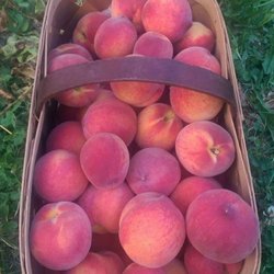 Harker Family Farms - Fresh peaches from Harker Family Farms & Orchard