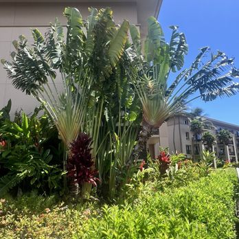 Honu Bar - Traveler Palm - Hawaiian Near Me - Koloa, Hawaii