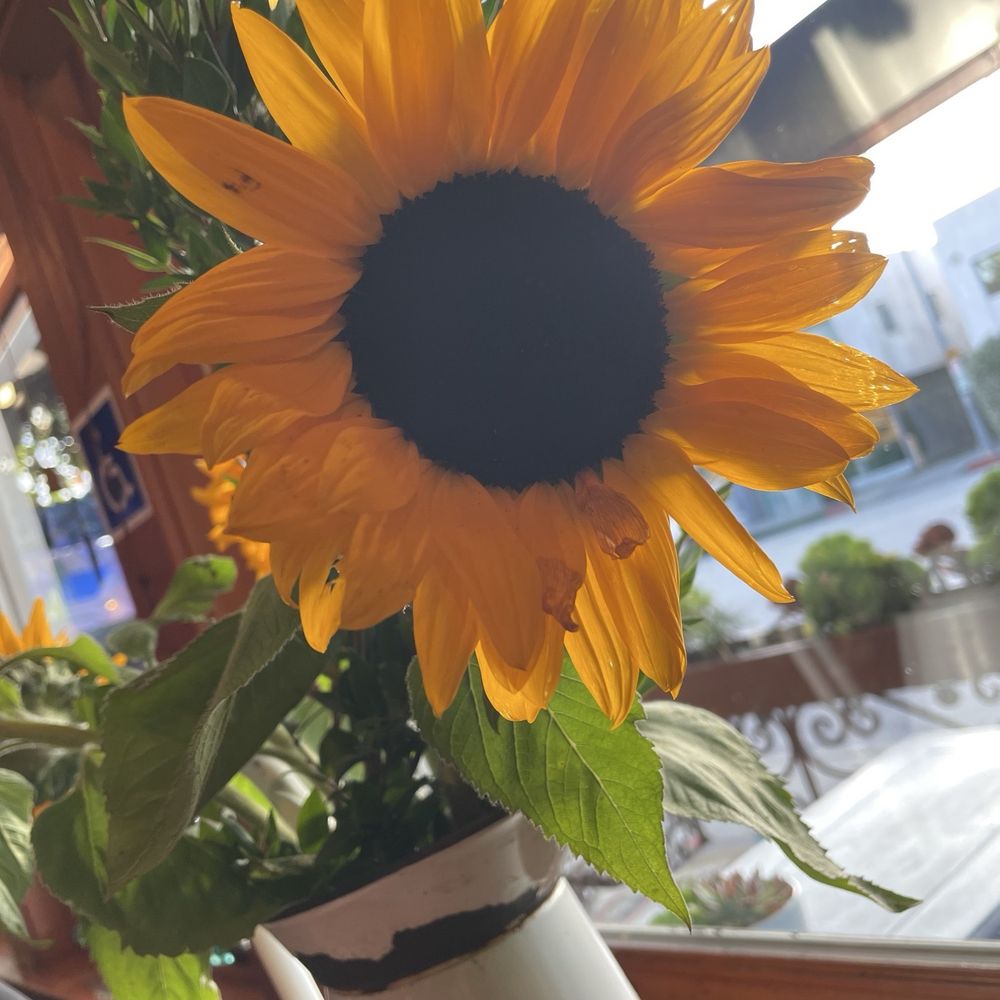 Cafe Brasil - Brazilian Near Me - Los Angeles, California