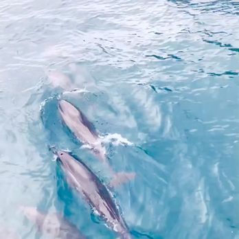 Blue Dolphin Charters - Boating Near Me - Eleele, Hawaii
