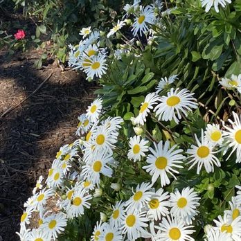Savin Rock Conference Center - The mums are in full bloom - Venues & Event Spaces Near Me - West Haven, Connecticut Savin Rock Conference Center - The mums are in full bloom - Venues & Event Spaces Near Me - West Haven, Connecticut