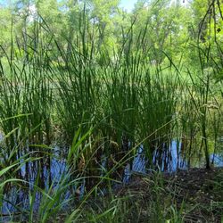 Three Pond Park - Wetlands