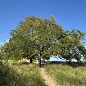 Loyola Park - Loyola Park - A broad tree with green foliage is situated in a grassy field with a dirt path leading to it, under a bright blue sky. - Parks Near Me - Chicago, Illinois