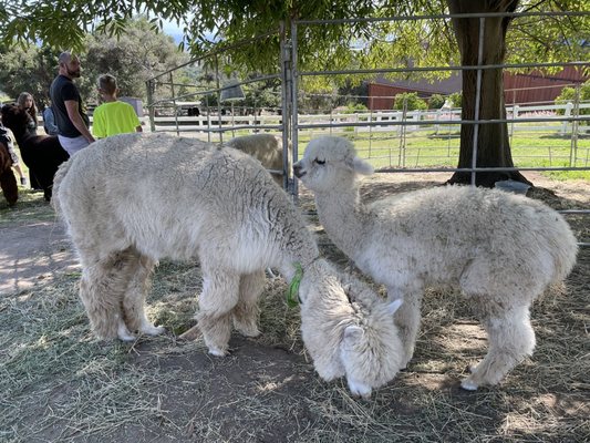 Canzelle Alpacas by null