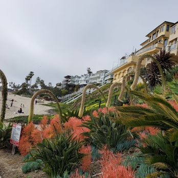 Corona Del Mar State Beach - I love those plants. - Beaches Near Me - Corona Del Mar, California Corona Del Mar State Beach - I love those plants. - Beaches Near Me - Corona Del Mar, California