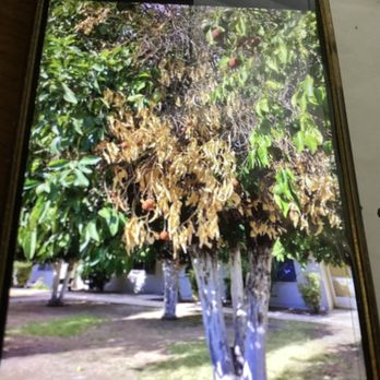 Colby Management - Dead landscaping. - Property Management Near Me - Sun City, Arizona