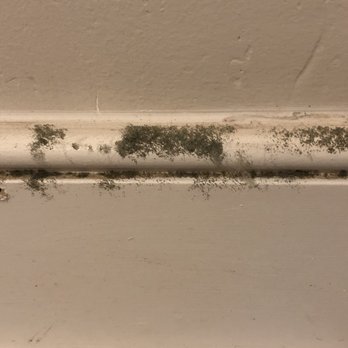 HMS National - Moss in my home, courtesy of HMS leaving us with no heat for 5 weeks - Insurance Near Me - Fort Lauderdale, Florida
