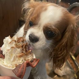 Lola loves her pup cup! Lola loves her pup cup!
