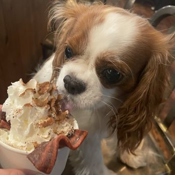 Park-9 Dog Bar - Lola loves her pup cup! - Bars Near Me - Everett, Massachusetts Park-9 Dog Bar - Lola loves her pup cup! - Bars Near Me - Everett, Massachusetts