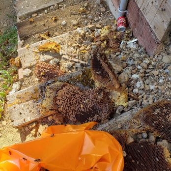 Bee Removal - Pest Control Near Me Bee Removal - Pest Control Near Me