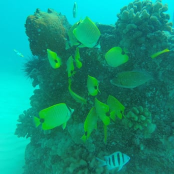 Kaimana Divers - Scuba Diving Near Me - Honolulu, Hawaii Kaimana Divers - Scuba Diving Near Me - Honolulu, Hawaii