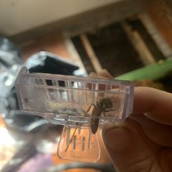 Oklahoma Wildlife Solutions - Honey bee queen from floor removal.
