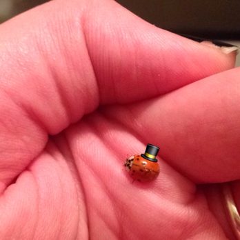 Estérel Resort - Love lady bugs! They were flying around the lights in the room - Resorts Near Me - Estérel, Quebec