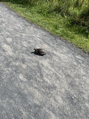 The Windham Path by null