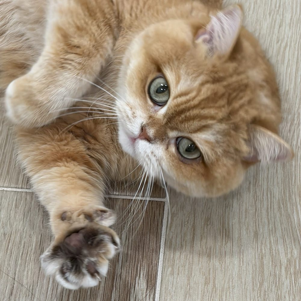 Wag N Purr Grooming - Pet Groomers Near Me - Ontario, California
