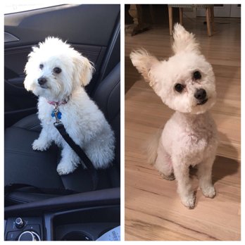 milk snakes for sale