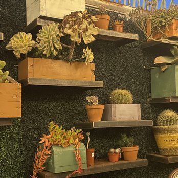 Roadside Taco - Adorable patio succulent boxes - Tacos Near Me - Studio City, California Roadside Taco - Adorable patio succulent boxes - Tacos Near Me - Studio City, California