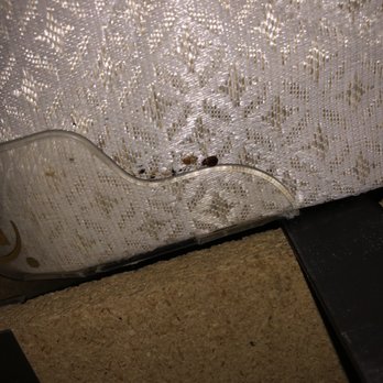Hampton Inn Seattle-Airport - Adult bedbugs on plastic mattress corner. - Hotels Near Me - Seattle, Washington Hampton Inn Seattle-Airport - Adult bedbugs on plastic mattress corner. - Hotels Near Me - Seattle, Washington