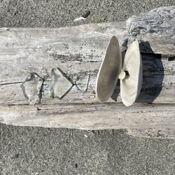 Tramp Harbor - Seashell and beach glass haul!