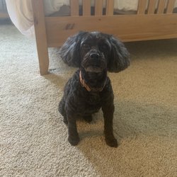 Manlius Groomery - Piper after grooming. So cute!