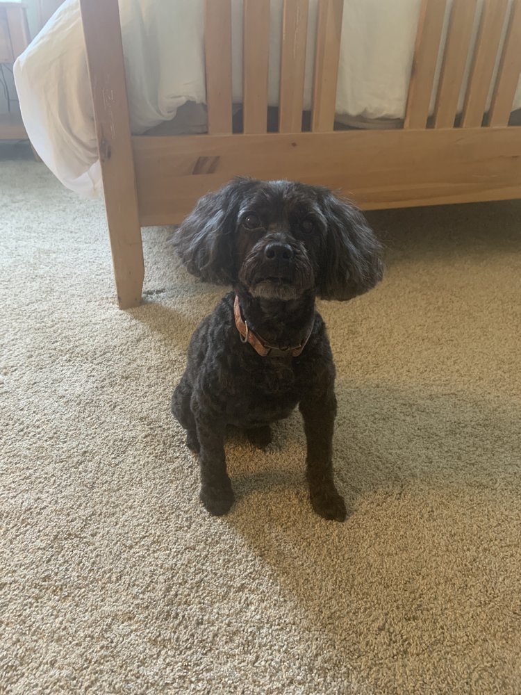 MANLIUS GROOMERY Updated June 2024 109 Wesley St, Manlius, New York