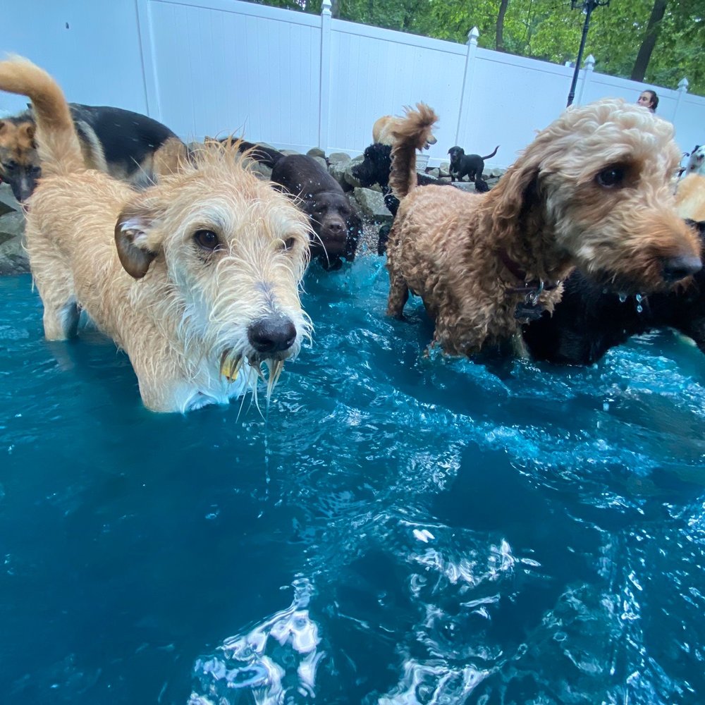 Dog Obedience Group - My dog, middle of the pic with other dogs at my regular boarding facilities "water park". - Pet Sitting Near Me - Wurtsboro, New York Dog Obedience Group - My dog, middle of the pic with other dogs at my regular boarding facilities "water park". - Pet Sitting Near Me - Wurtsboro, New York