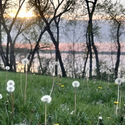 Branched Oak State Recreation Area - Dandelions at sunset. (They aren't tall--I am really low on the ground. Grounds service was mowing in the area later)