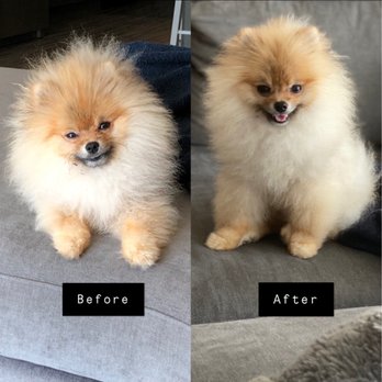 QC Canine Design - Before & After picture - Pet Groomers Near Me - Charlotte, North Carolina QC Canine Design - Before & After picture - Pet Groomers Near Me - Charlotte, North Carolina