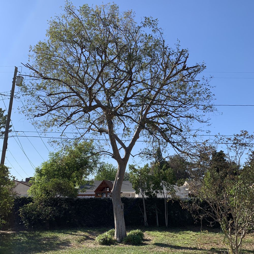 Inexpensive Tree Services - Tree Services Near Me - Los Angeles, California Inexpensive Tree Services - Tree Services Near Me - Los Angeles, California