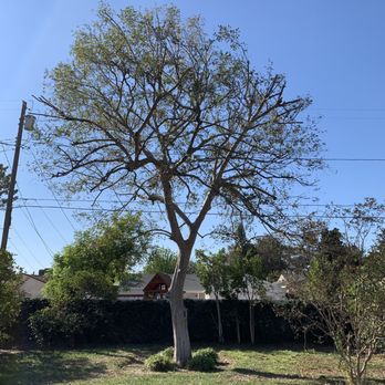 Inexpensive Tree Services - Tree Services Near Me - Los Angeles, California