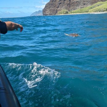 Kauai Sea Tours - Sea turtle. Capt Sky told us not to point at turtles as it makes the turtle think you are going to spear them. - Boating Near Me - Eleele, Hawaii