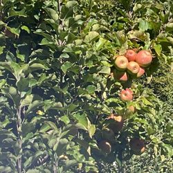 Stepp's Hillcrest Orchard