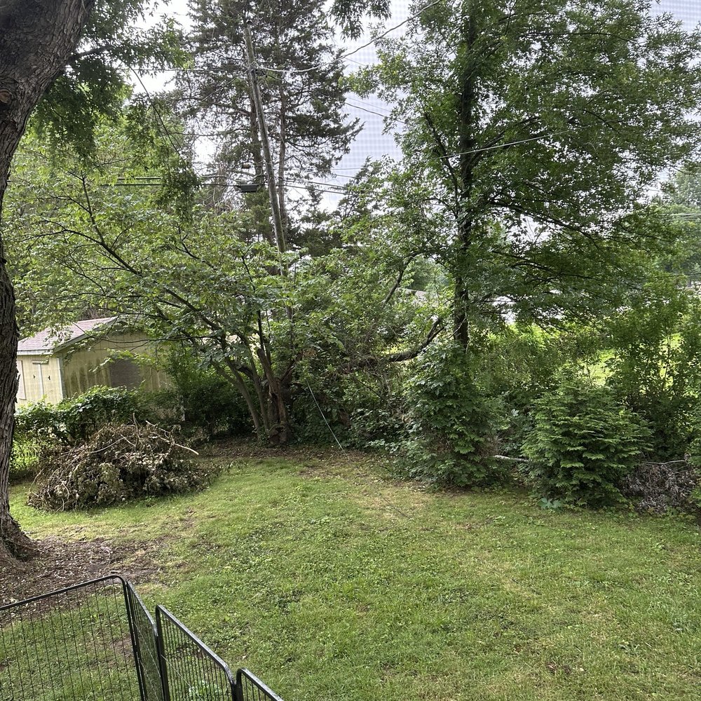 Dans Top Notch Mowing & Pressure Washing  - Dan clearing my fence so far. - Lawn Services Near Me