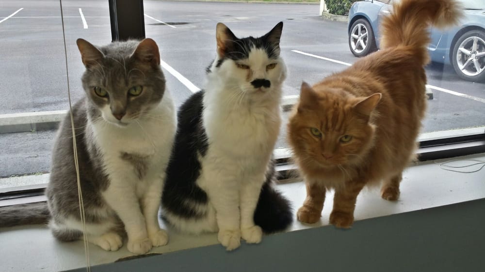 BATTERY CREEK VETERINARY HOSPITAL Updated September 2024 14