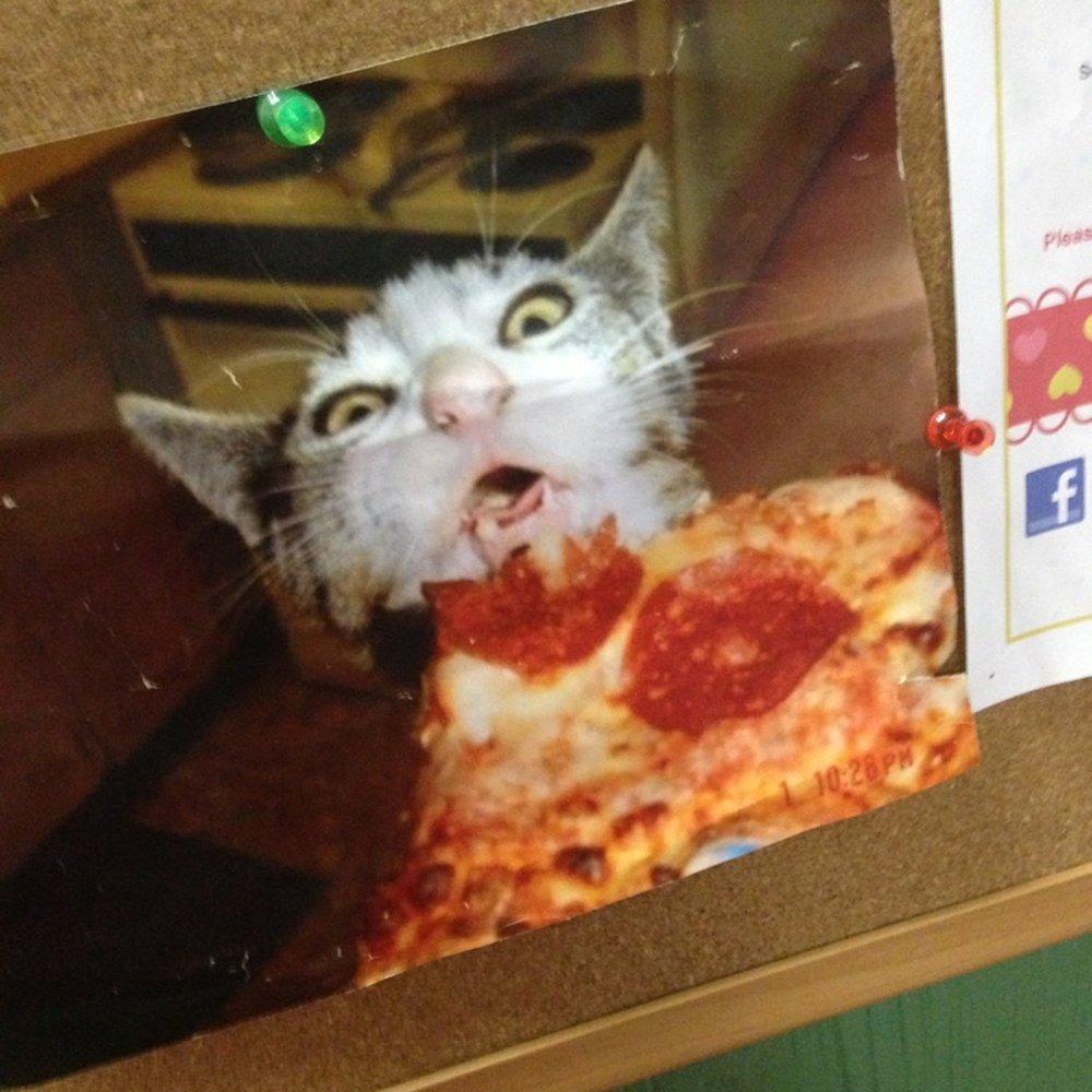 Well. It's a cat eating pizza! How awesome. Well. It's a cat eating pizza! How awesome.