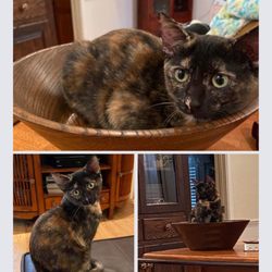 Bennett Veterinary Hospital - free to good home. 1 yr old, all shots and spayed and litter box trained. 903 879 1433