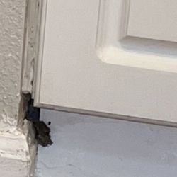 Gatewood Apartments - Mice nest.