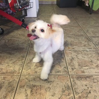 The Loving Tails Spa - Pet Groomers Near Me - Queens, New York The Loving Tails Spa - Pet Groomers Near Me - Queens, New York