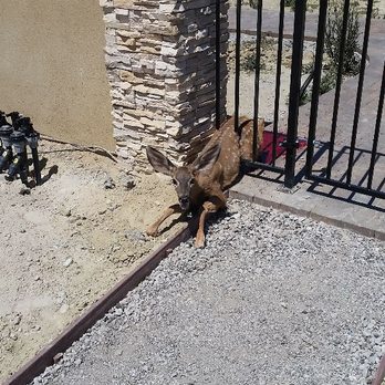 Pacific Coast Animal Control - When we arrived we found this animal in distress. We were able to get him unstuck and cooled down with water. - Wildlife Control Near Me - Carlsbad, California Pacific Coast Animal Control - When we arrived we found this animal in distress. We were able to get him unstuck and cooled down with water. - Wildlife Control Near Me - Carlsbad, California