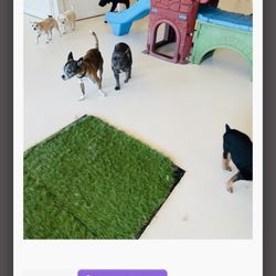 Furbabies Resort and Spa - SallyJo making friends:)