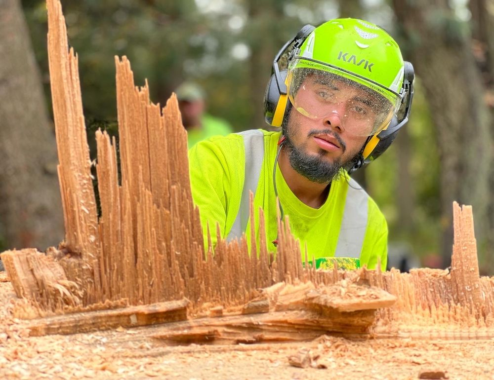 Rana Tree Removal - tree service in Milford, CT