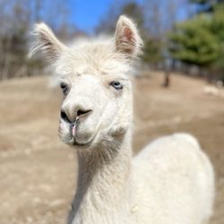 Lilymoore Alpaca Farm - Frankie our huarizo with stunning blue eyes.