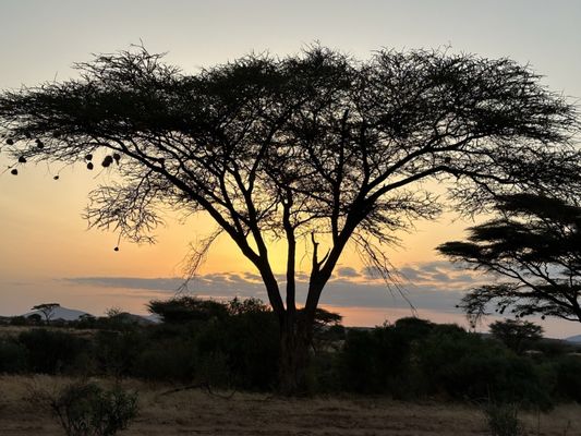 Lion World Travel by null