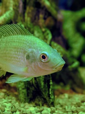 Alabama Aquarium at the Dauphin Island Sea Lab by null