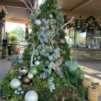 Desert Botanical Garden - Getting ready for Christmas, Nov, 2025. - Botanical Gardens Near Me - Phoenix, Arizona