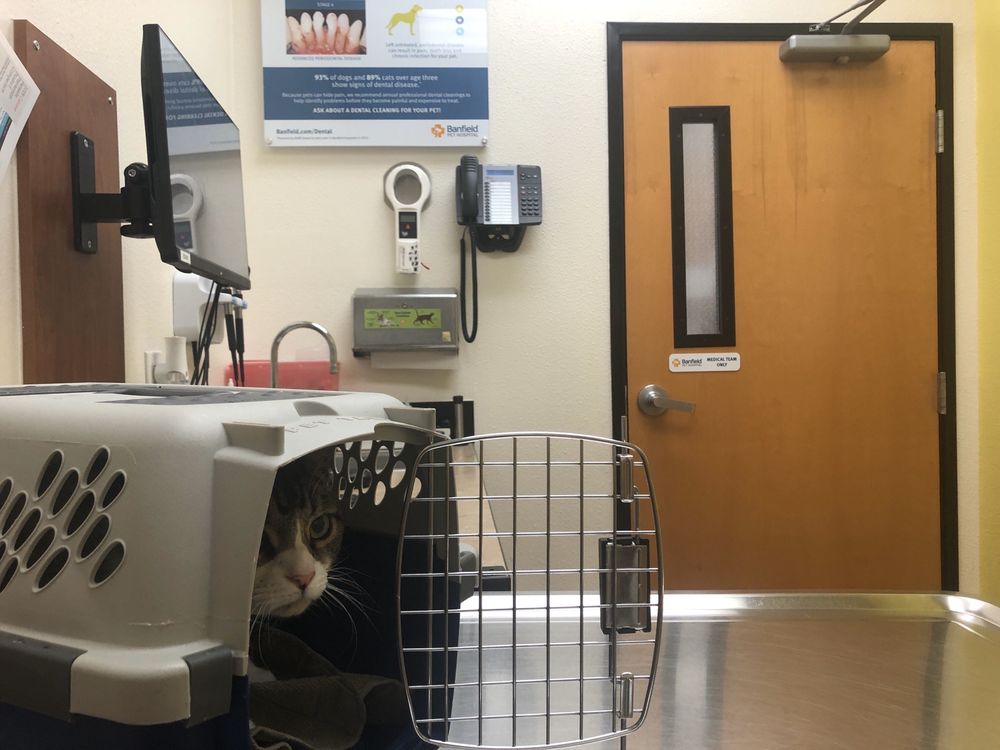 banfield waterford lakes