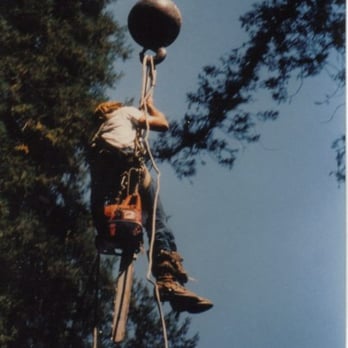 Geo's Tree Care Arborists - Tree Services Near Me - San Rafael, California Geo's Tree Care Arborists - Tree Services Near Me - San Rafael, California