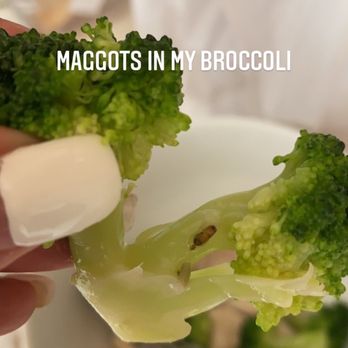 China Fun - Maggots in steamed broccoli - Chinese Near Me - Riverview, Florida China Fun - Maggots in steamed broccoli - Chinese Near Me - Riverview, Florida
