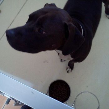 Dog Spot Hotel - Pet Sitting Near Me - Melbourne, Florida